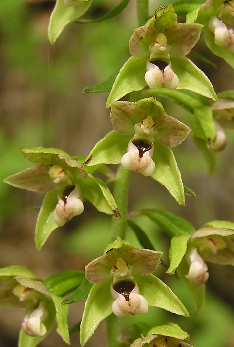 EPIPACTIS ???